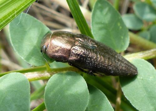 Sphenoptera antiqua